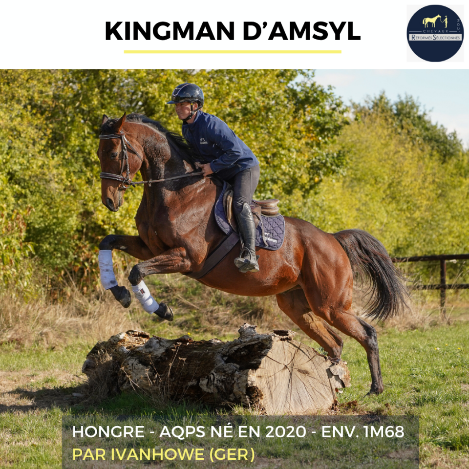 Caballo castrado AQPS En venta 2020 Bayo