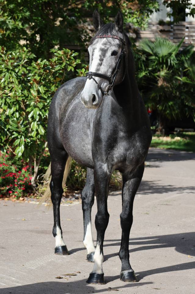Caballo castrado Silla Franc&eacute;s En venta 2021 Tordo por Prinz Clintus