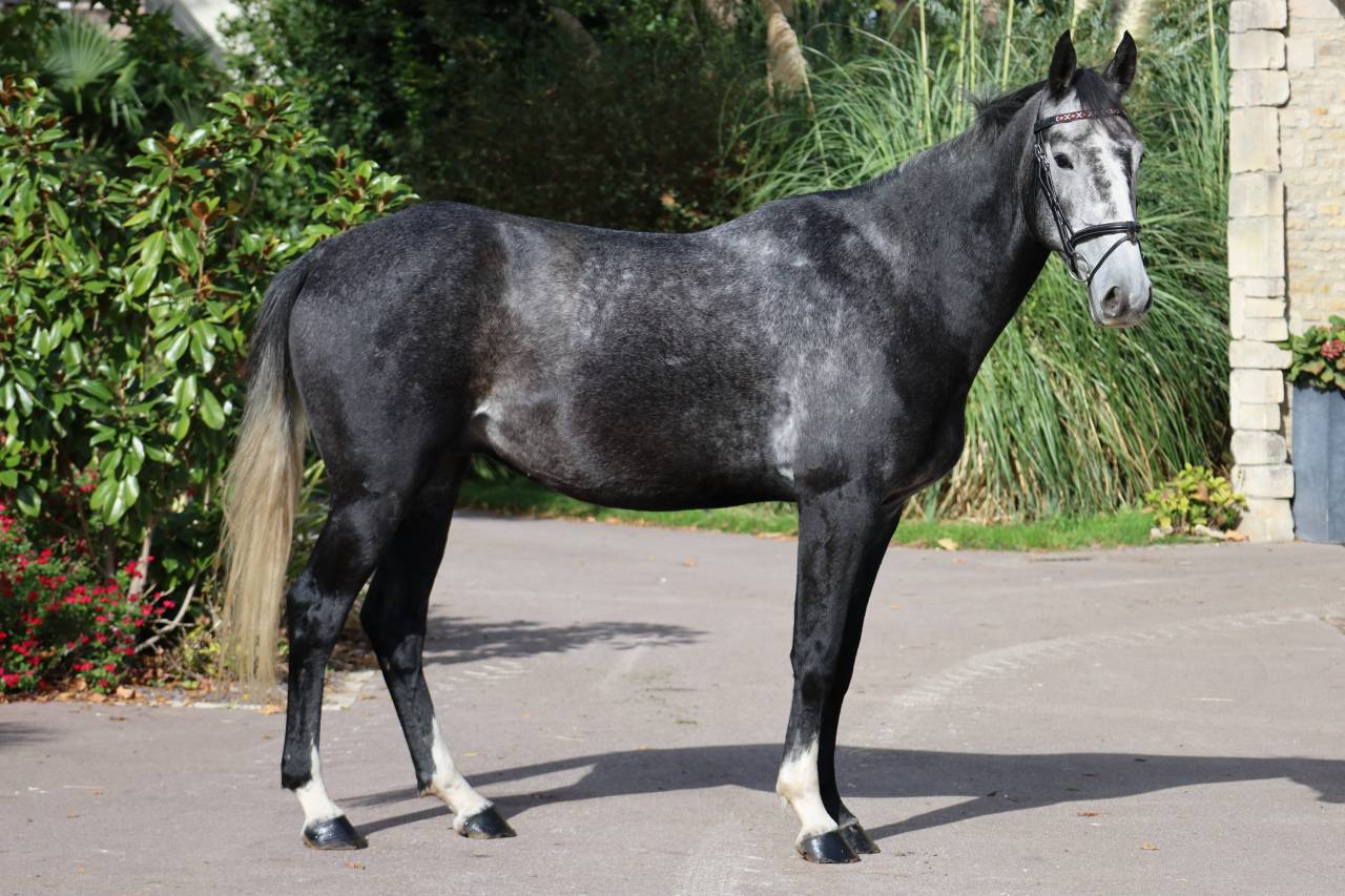 Caballo castrado Silla Franc&eacute;s En venta 2021 Tordo por Prinz Clintus