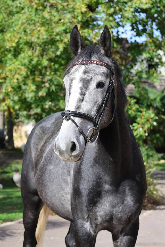Caballo castrado Silla Franc&eacute;s En venta 2021 Tordo por Prinz Clintus