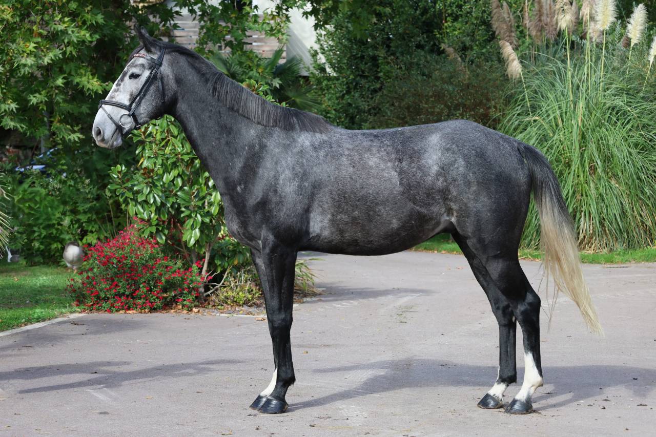 Caballo castrado Silla Franc&eacute;s En venta 2021 Tordo por Prinz Clintus