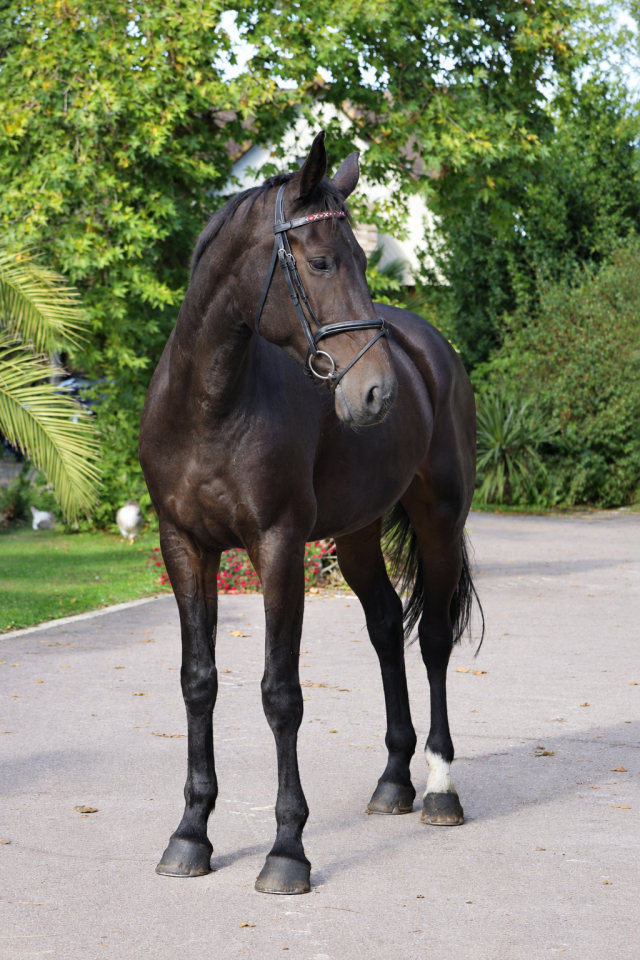 Yegua Silla Franc&eacute;s En venta 2021 Bayo por Prinz Clintus