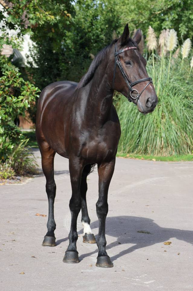 Yegua Silla Franc&eacute;s En venta 2021 Bayo por Prinz Clintus