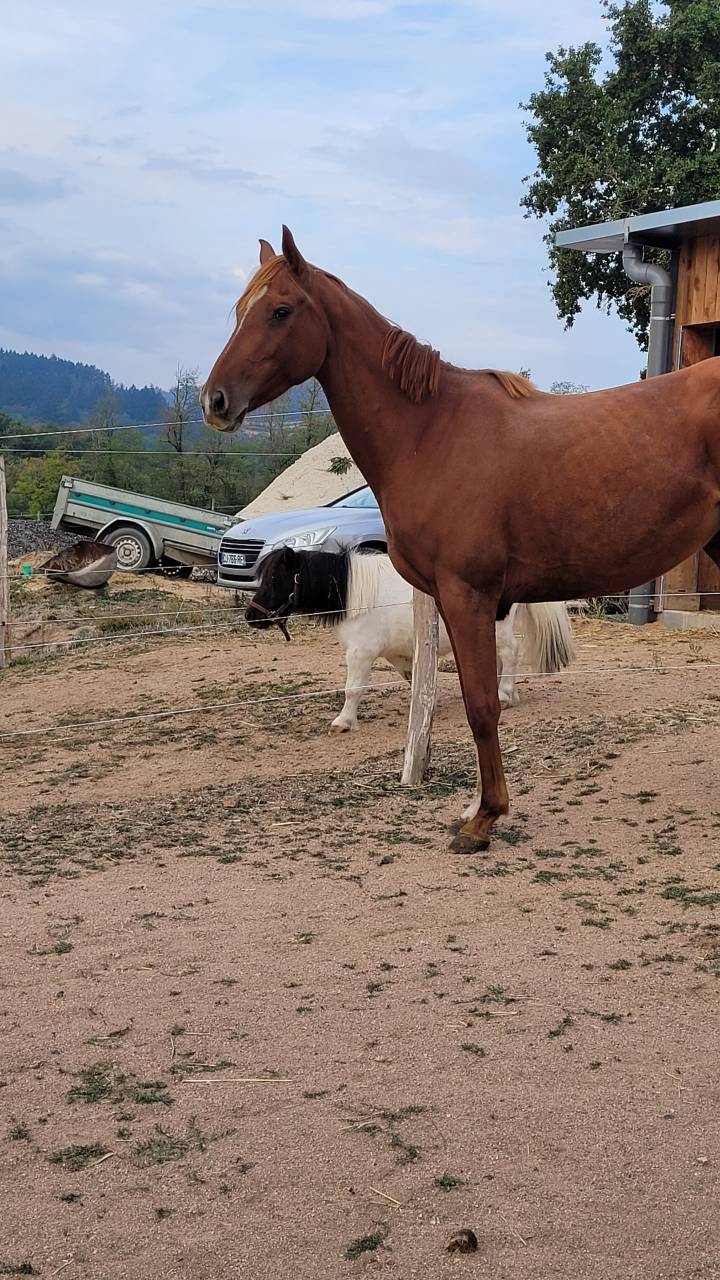 Yegua Pura Sangre Ingl&eacute;s Donaci&oacute;n 2020 Alaz&aacute;n