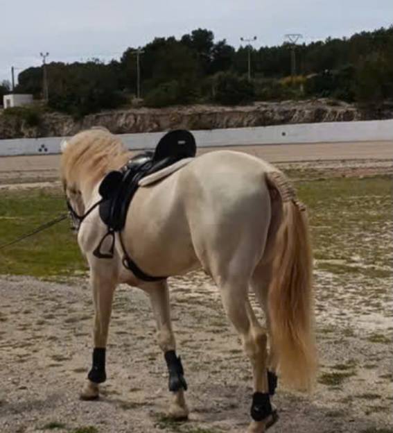 Lusitano Cremello Entero