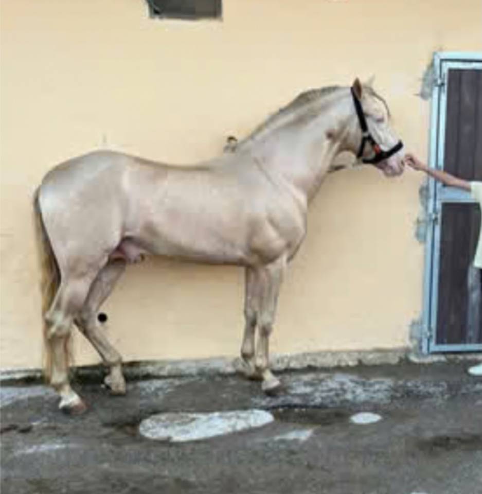 Lusitano Cremello Entero
