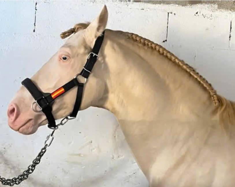 Lusitano Cremello Entero