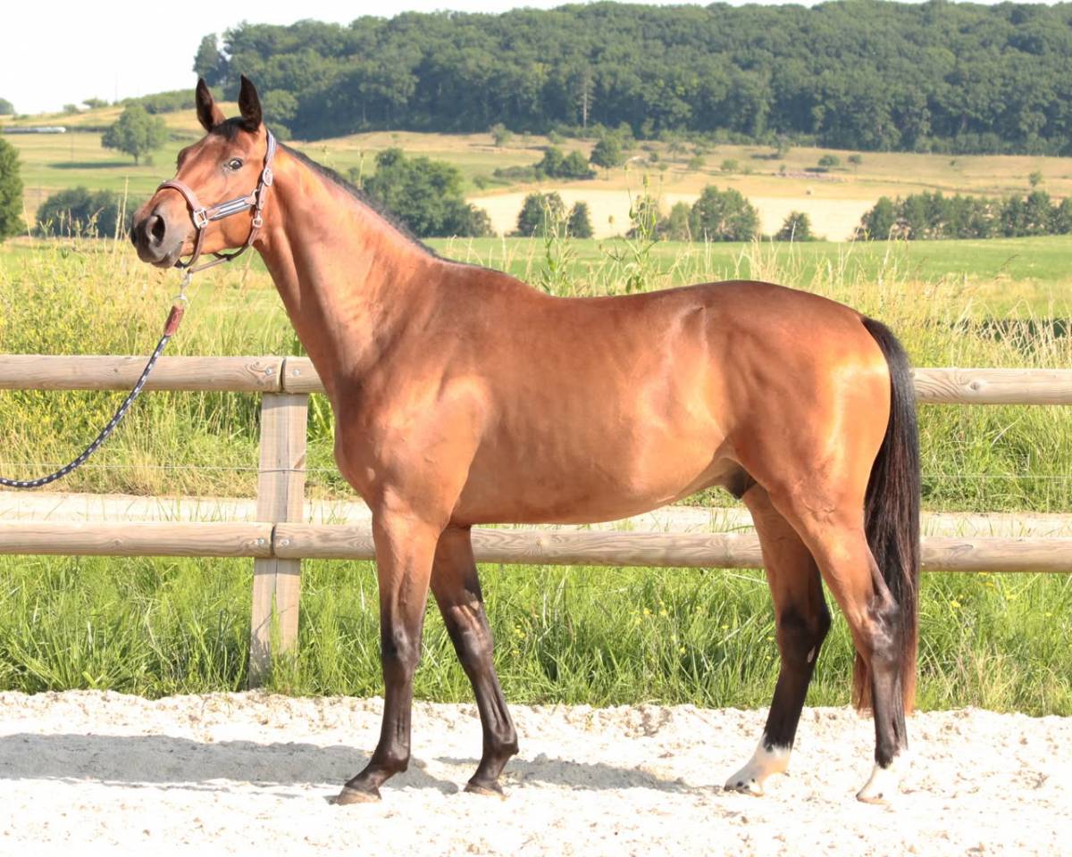 Caballo castrado Silla Franc&eacute;s En venta 2022 Bayo por DIARADO (DEU)