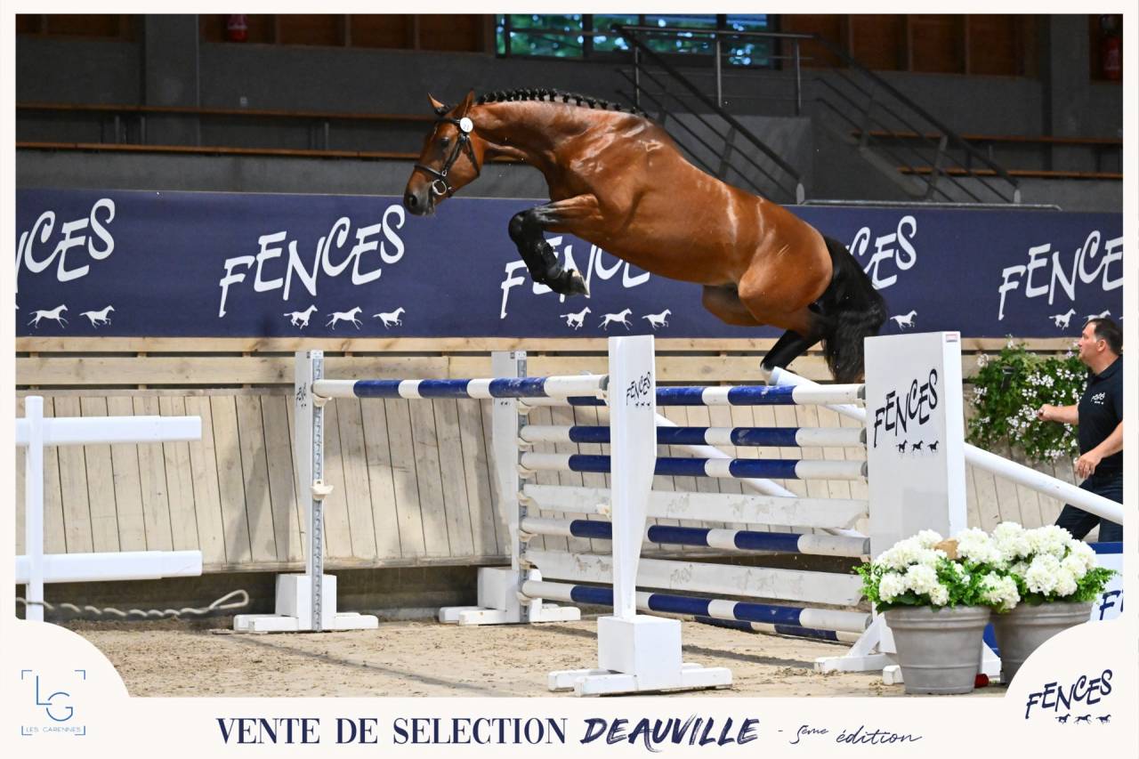 Potro Silla Franc&eacute;s En venta 2024 Bayo