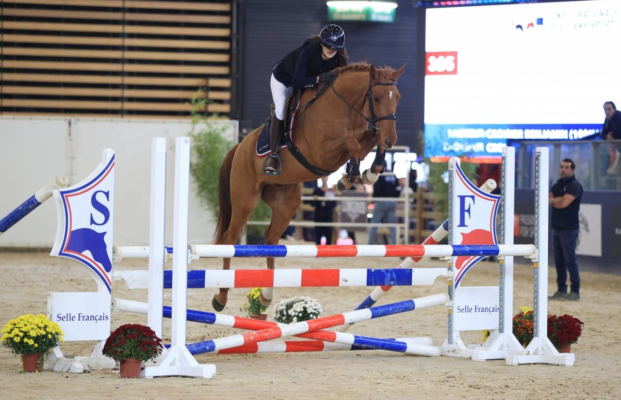 Potro Silla Franc&eacute;s En venta 2024 Bayo