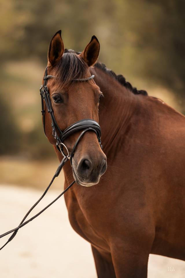 Caballo castrado PRE Pura Raza Espa&ntilde;ola En venta 2013 Bayo