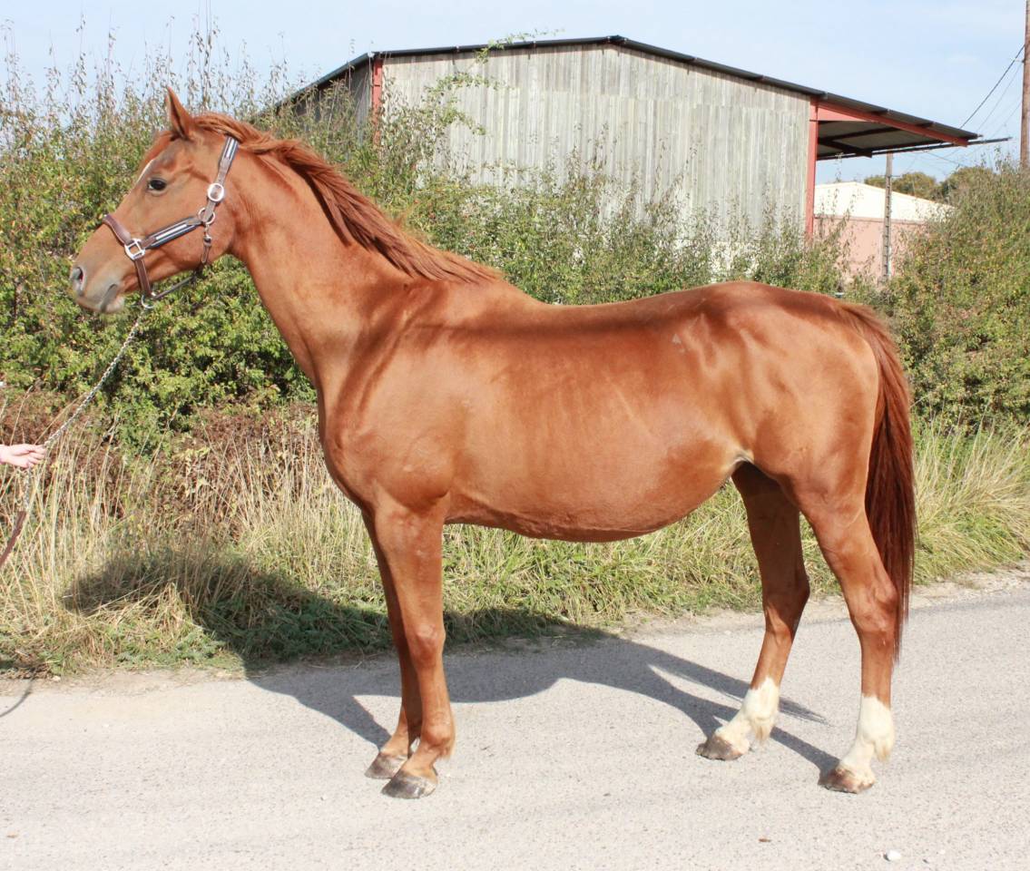 Yegua de ganader&iacute;a Silla Franc&eacute;s En venta 2010 Alaz&aacute;n por ILVIEN DES MIELLES