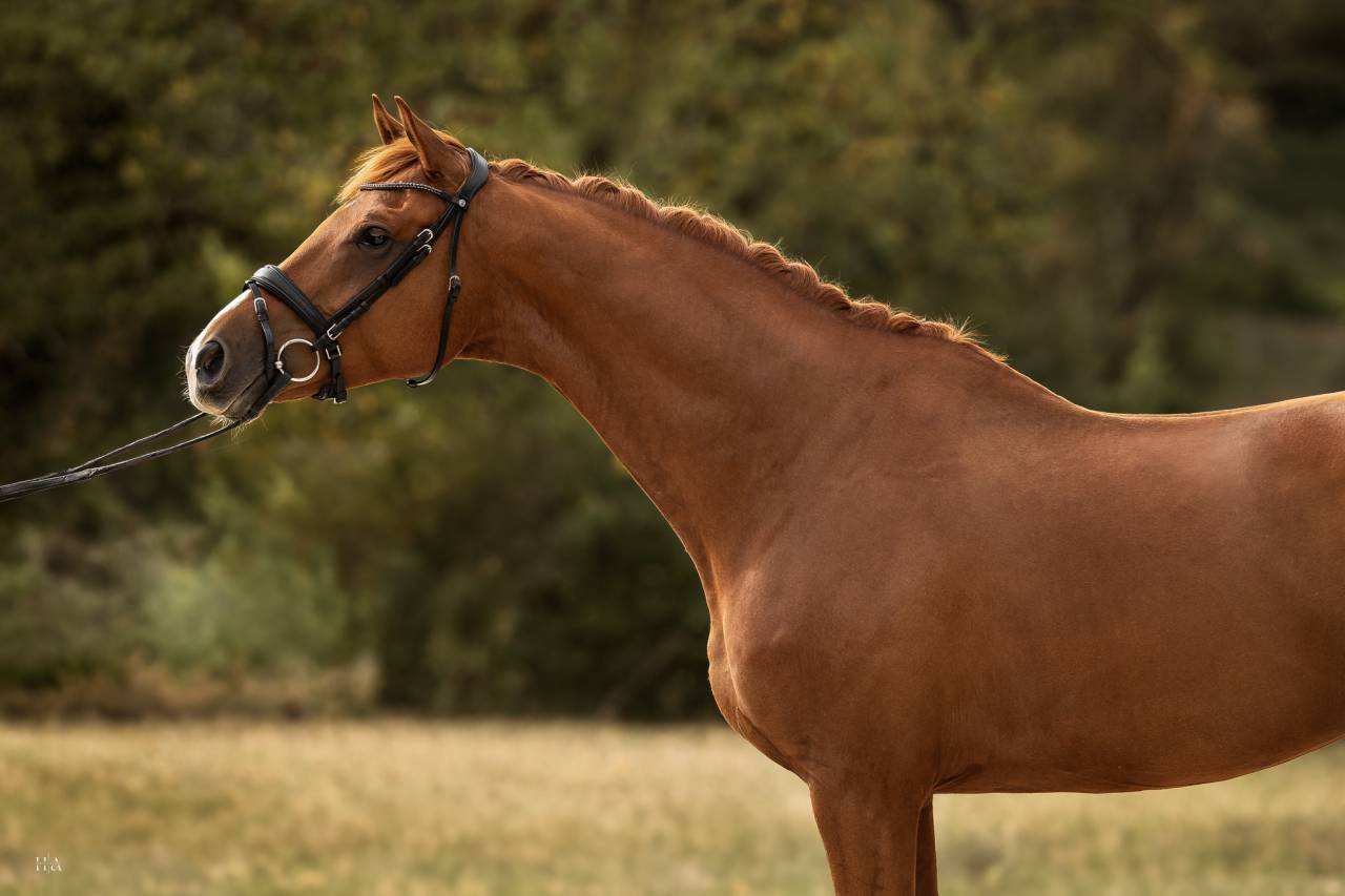 Caballo castrado Oldenburgu&eacute;s En venta 2018 Alaz&aacute;n por Sezuan
