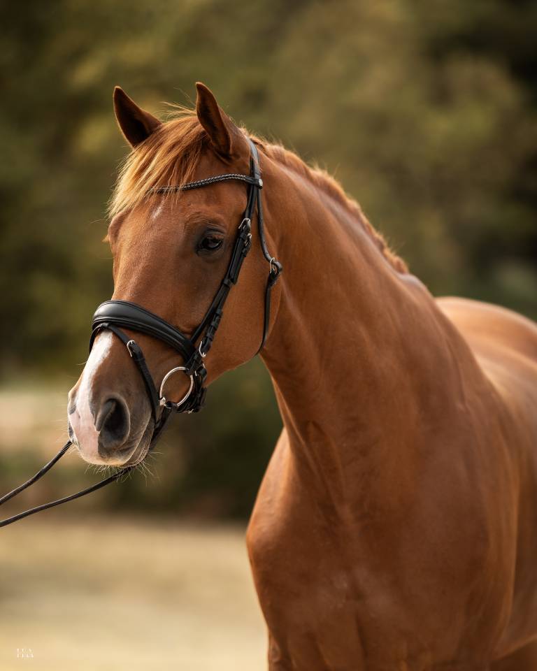 Caballo castrado Oldenburgu&eacute;s En venta 2018 Alaz&aacute;n por Sezuan