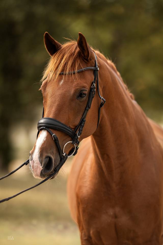 Caballo castrado Oldenburgu&eacute;s En venta 2018 Alaz&aacute;n por Sezuan