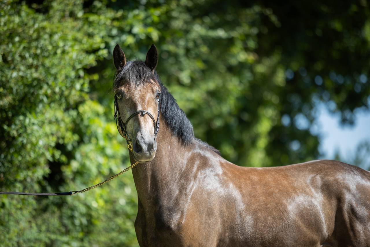 Caballo castrado PFS Poni Fran&ccedil;&eacute;s de Silla En venta 2023 Tordo por Jarnac de la Duche