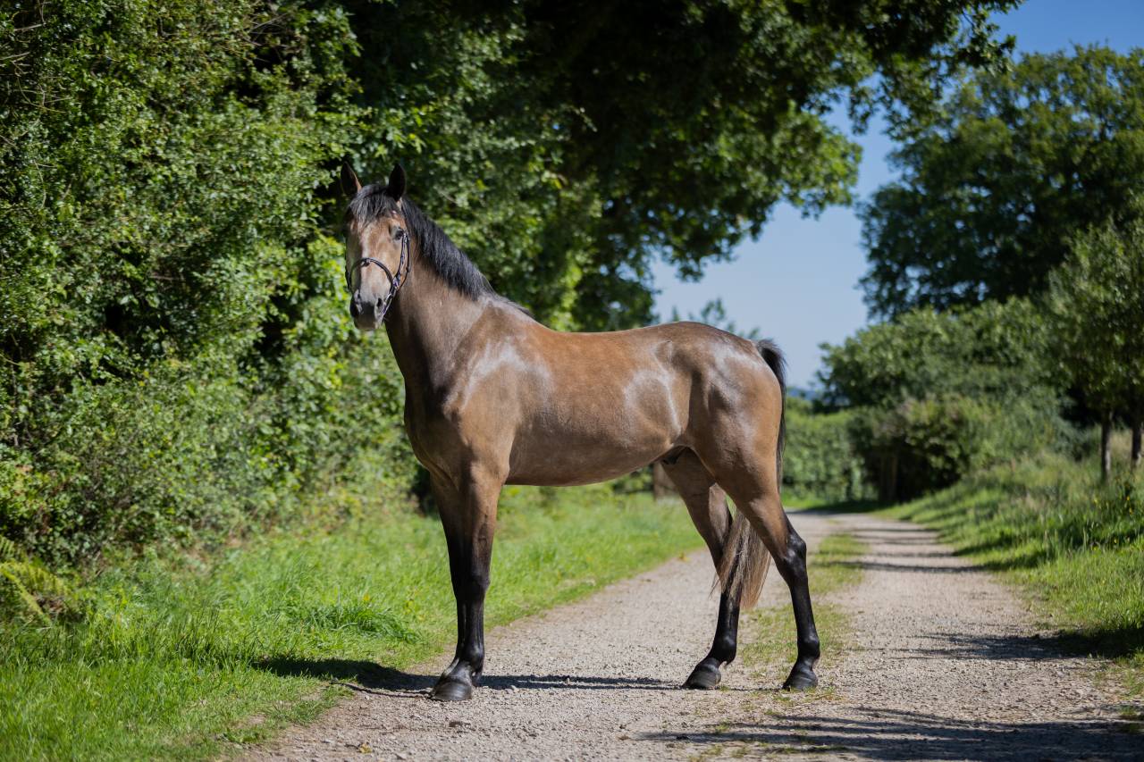 Caballo castrado PFS Poni Fran&ccedil;&eacute;s de Silla En venta 2023 Tordo por Jarnac de la Duche