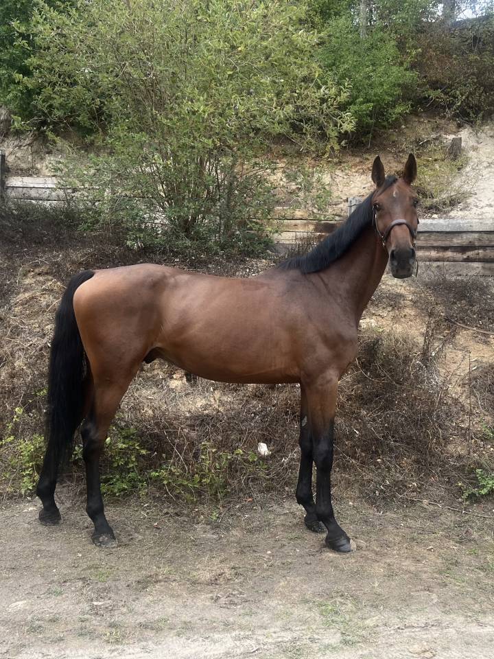 Caballo castrado Zangersheide En venta 2019 Bayo