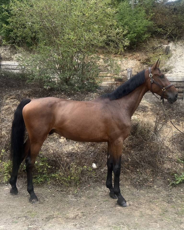 Caballo castrado Zangersheide En venta 2019 Bayo