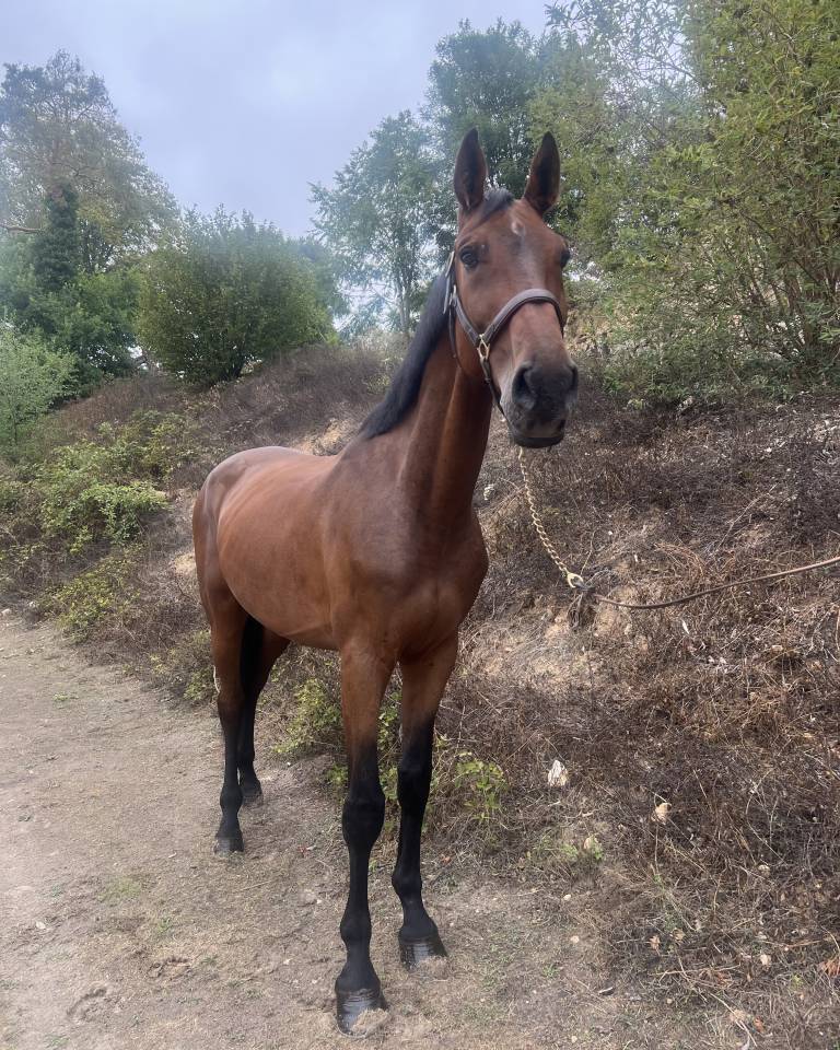 Caballo castrado Zangersheide En venta 2019 Bayo