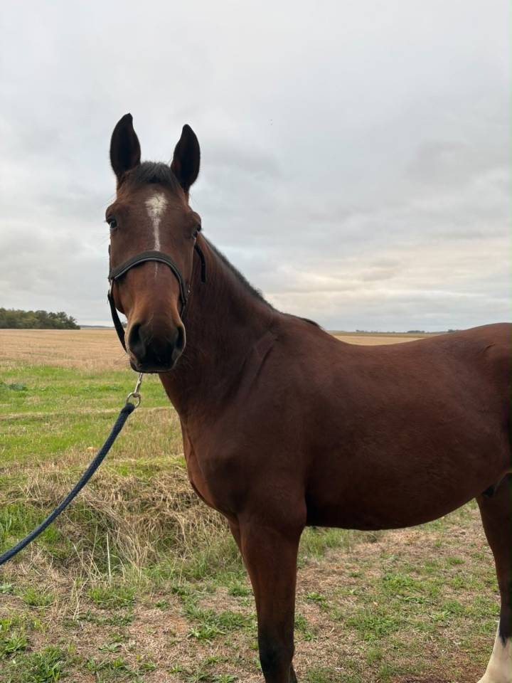 Caballo castrado Origine Constat&eacute;e En venta 2023 Bayo por ETOILE D HARDY (NF)