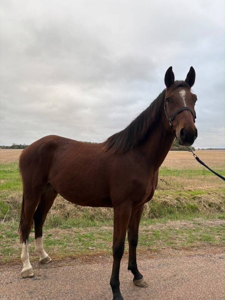 Caballo castrado Origine Constat&eacute;e En venta 2023 Bayo por ETOILE D HARDY (NF)