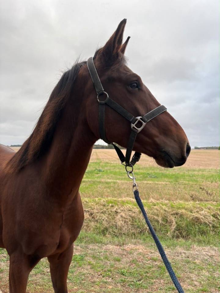 Caballo castrado Origine Constat&eacute;e En venta 2023 Bayo por ETOILE D HARDY (NF)