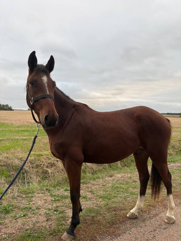 Caballo castrado Origine Constat&eacute;e En venta 2023 Bayo por ETOILE D HARDY (NF)