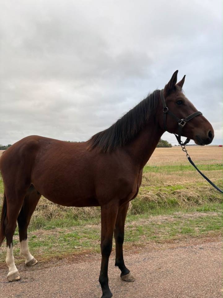 Caballo castrado Origine Constat&eacute;e En venta 2023 Bayo por ETOILE D HARDY (NF)