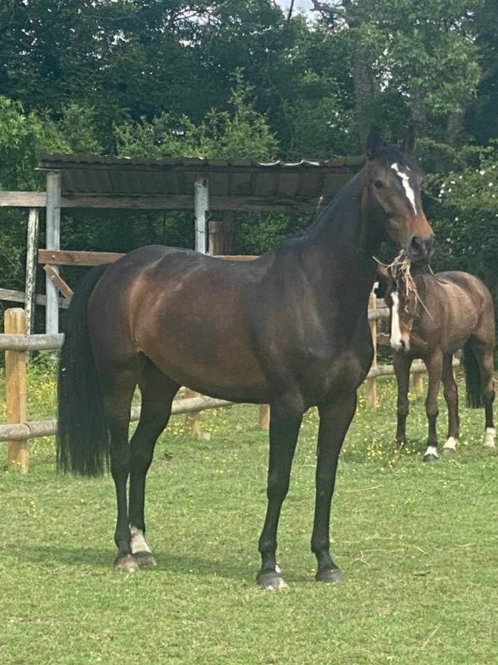 Yegua Origine Constat&eacute;e En venta 2017 Bayo moreno por KORTO MALTESE