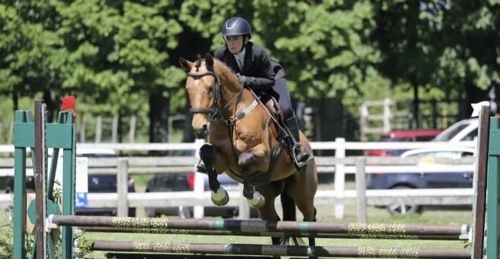 Caballo castrado Origine Constat&eacute;e En venta 2021 Isabelo por BE CHAMPION SUPREME D'ETE