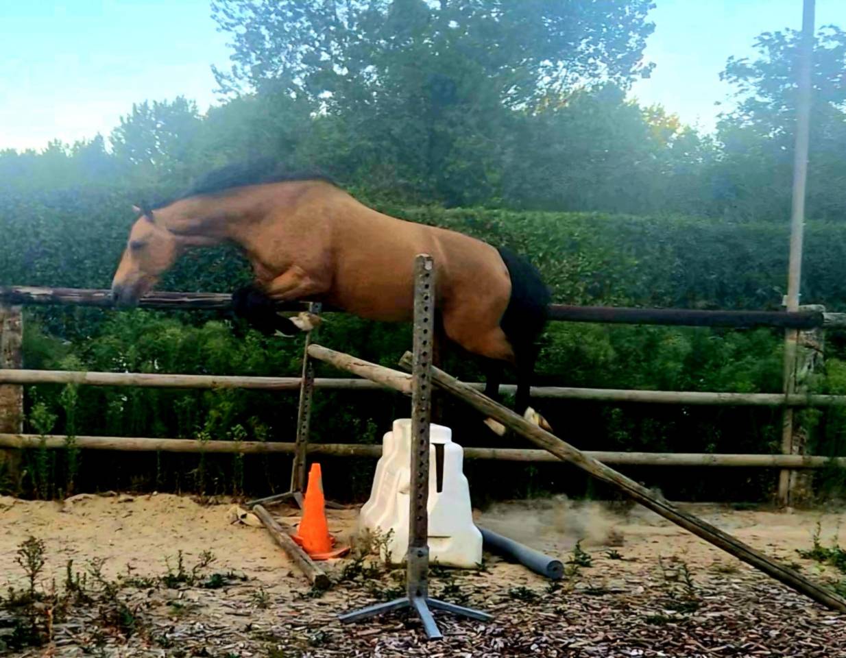 Caballo castrado Origine Constat&eacute;e En venta 2021 Isabelo por BE CHAMPION SUPREME D'ETE