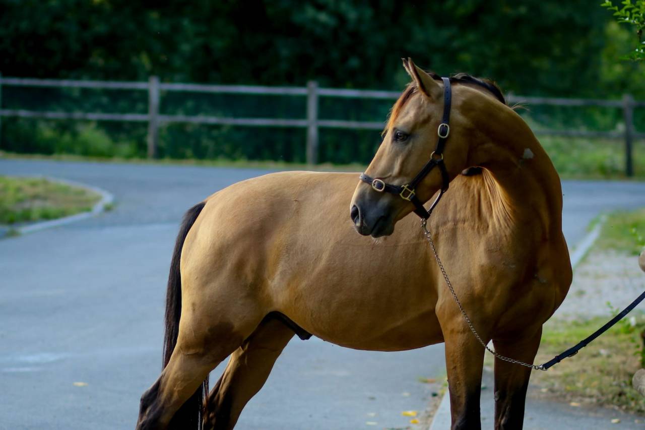 Caballo castrado Origine Constat&eacute;e En venta 2021 Isabelo por BE CHAMPION SUPREME D'ETE