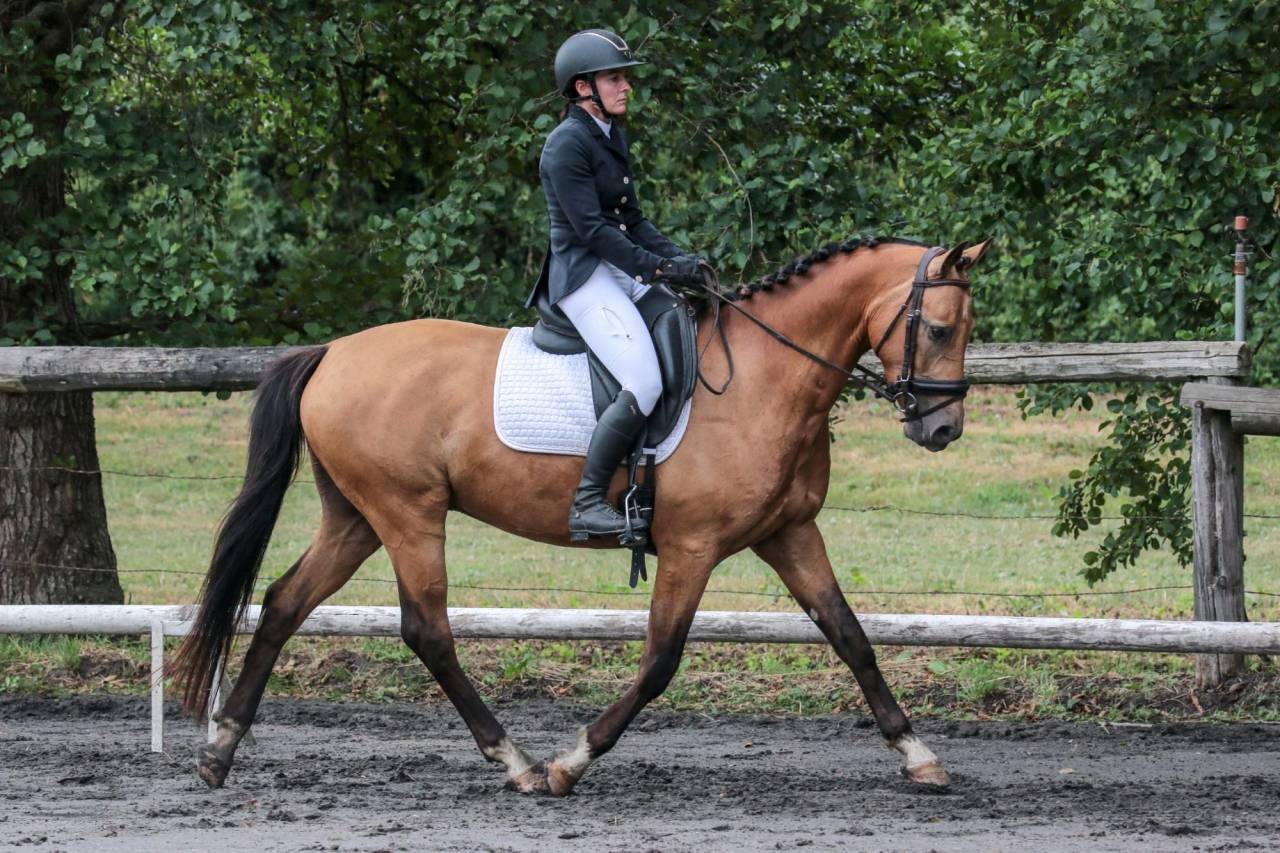 Caballo castrado Origine Constat&eacute;e En venta 2021 Isabelo por BE CHAMPION SUPREME D'ETE