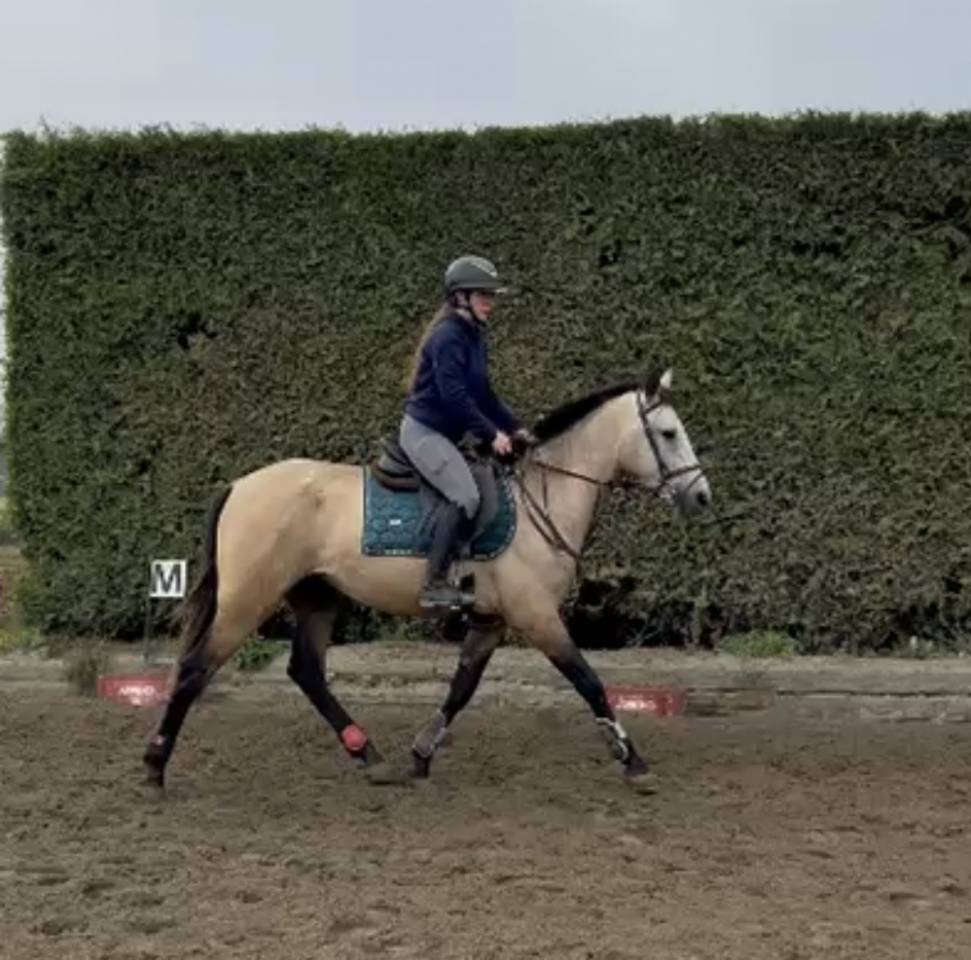 Caballo castrado PRE Pura Raza Espa&ntilde;ola En venta 2023 Isabelo