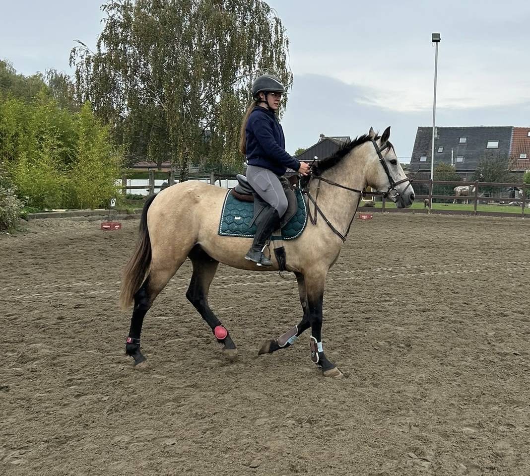 Caballo castrado PRE Pura Raza Espa&ntilde;ola En venta 2023 Isabelo