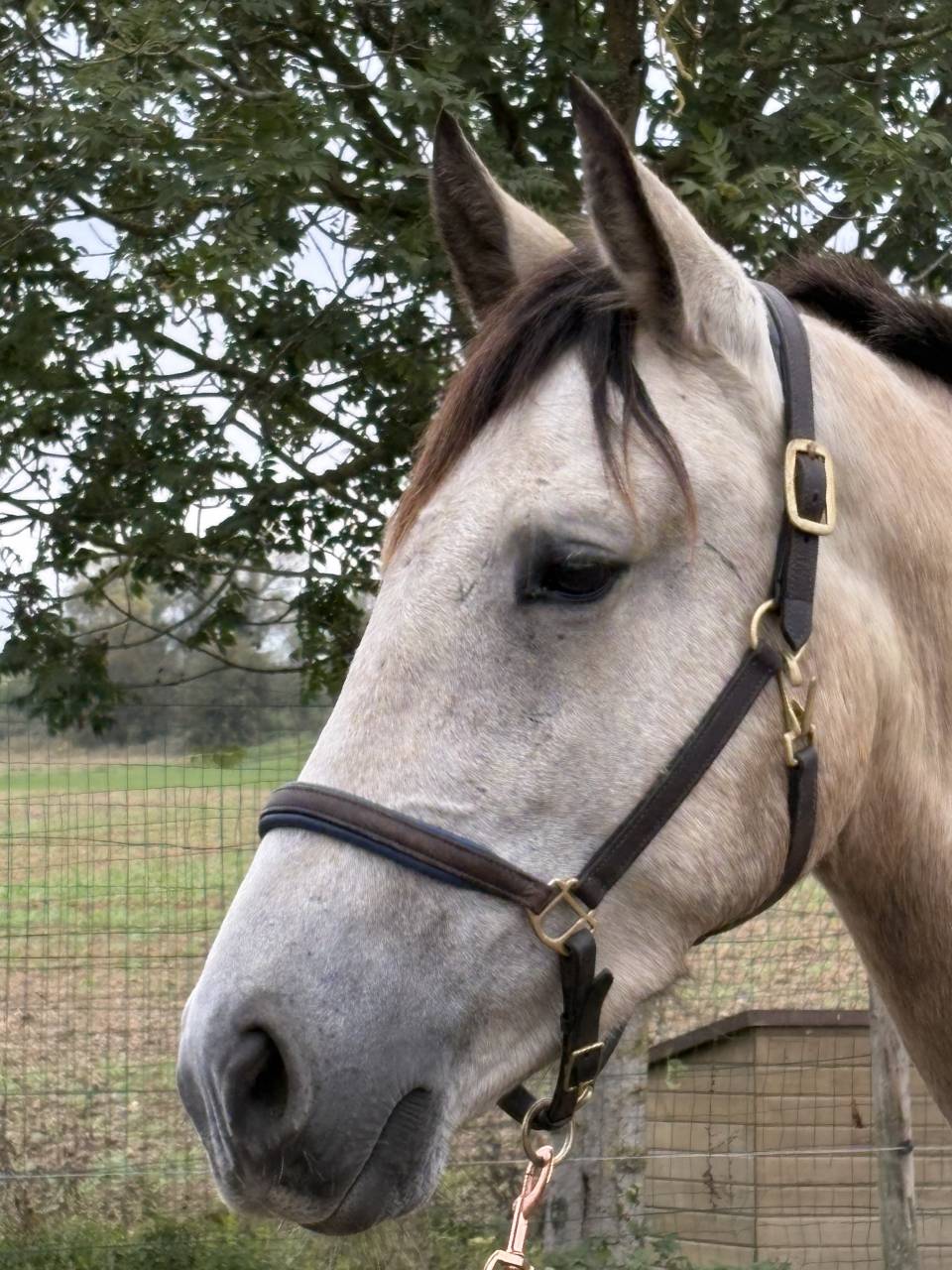 Caballo castrado PRE Pura Raza Espa&ntilde;ola En venta 2023 Isabelo