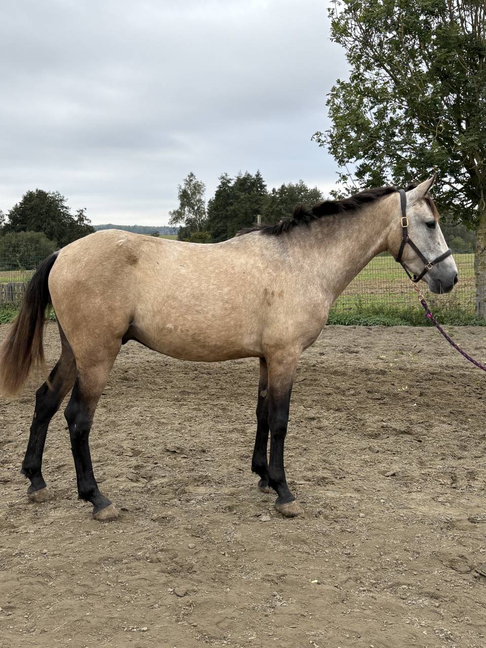 Caballo castrado PRE Pura Raza Espa&ntilde;ola En venta 2023 Isabelo
