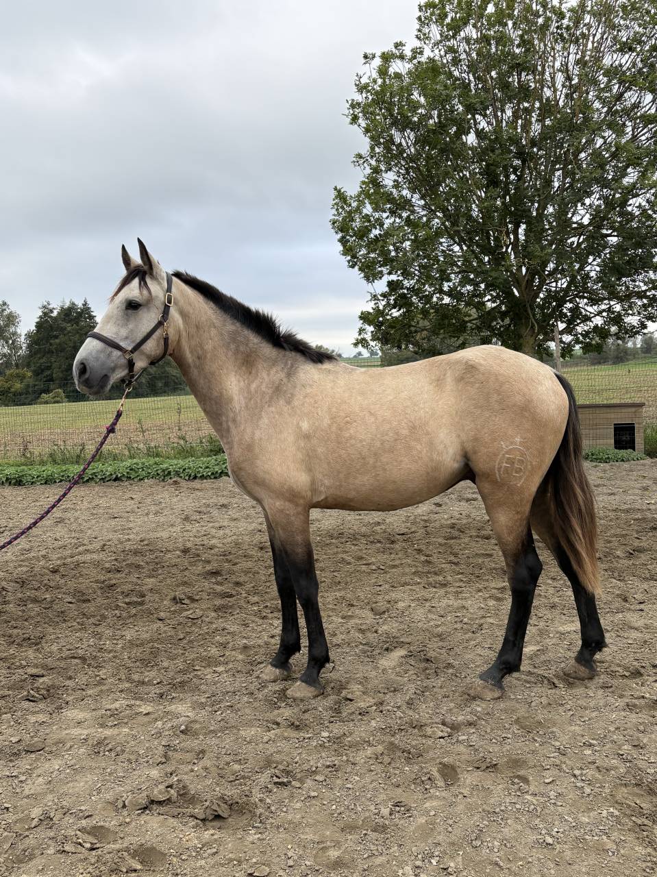 Caballo castrado PRE Pura Raza Espa&ntilde;ola En venta 2023 Isabelo