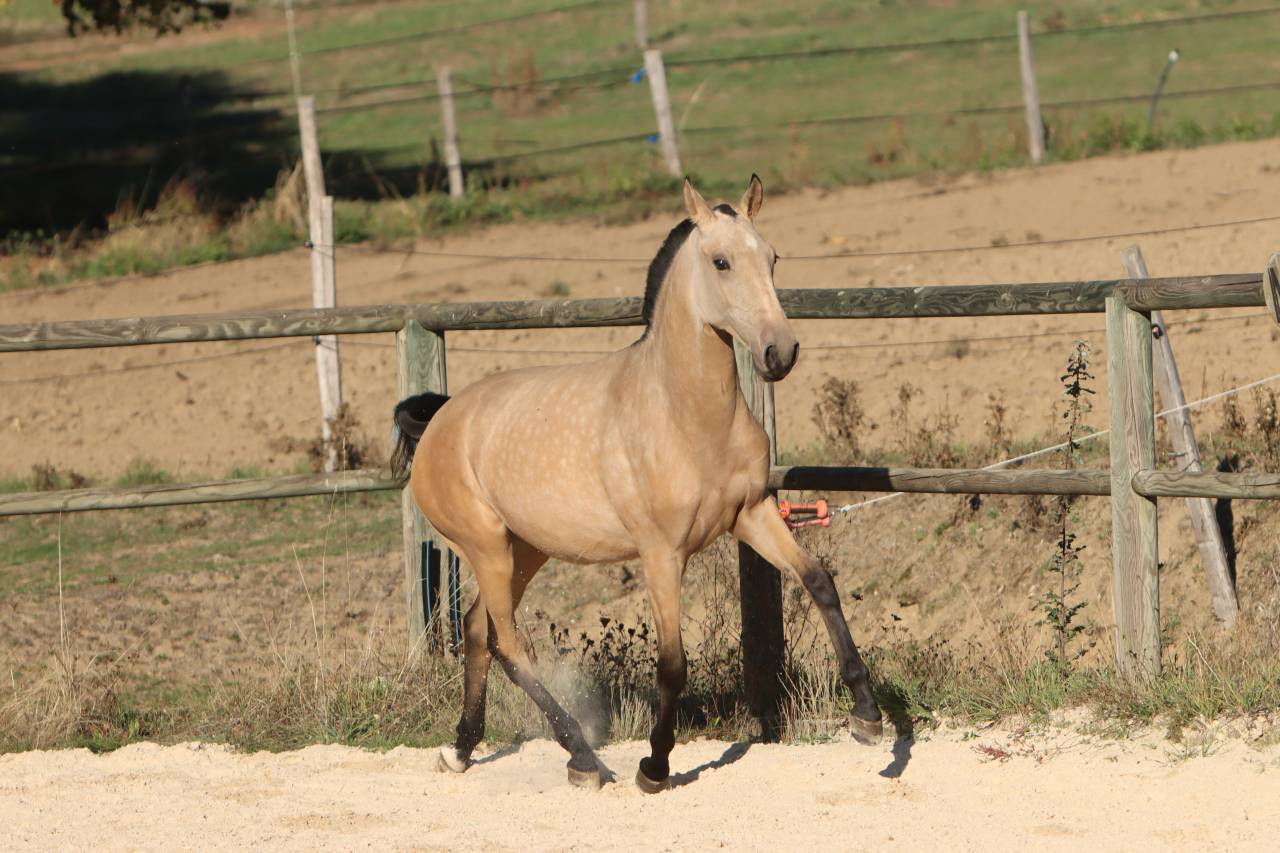 Potranca Lusitano En venta 2025 Isabelo por MAGISTRAL DE LA COMBE