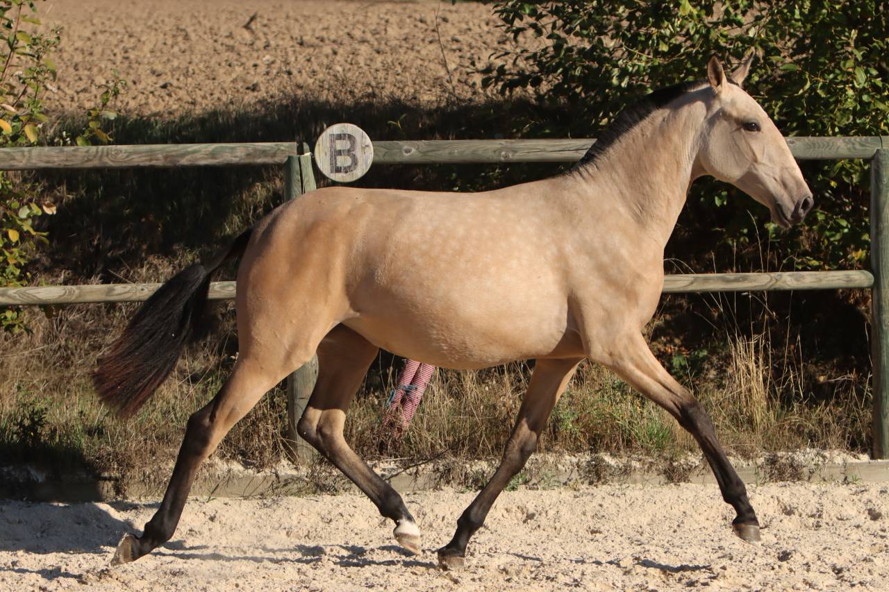 Potranca Lusitano En venta 2025 Isabelo por MAGISTRAL DE LA COMBE