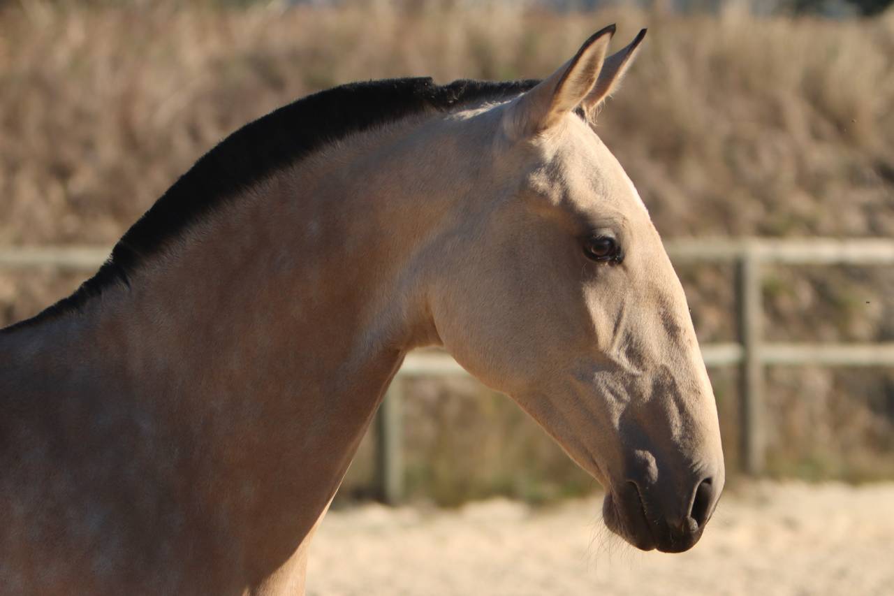 Potranca Lusitano En venta 2025 Isabelo por MAGISTRAL DE LA COMBE