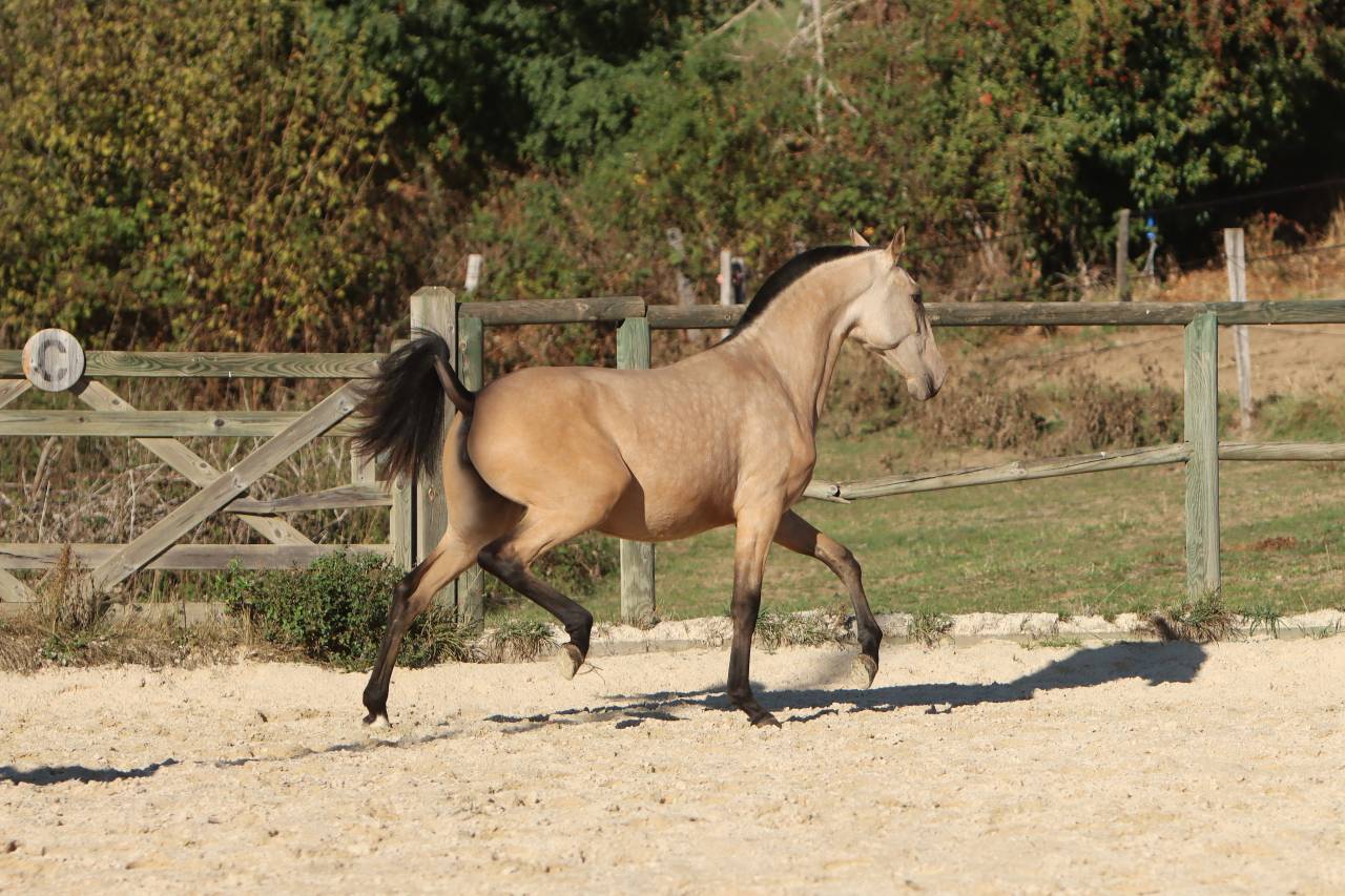Potranca Lusitano En venta 2025 Isabelo por MAGISTRAL DE LA COMBE