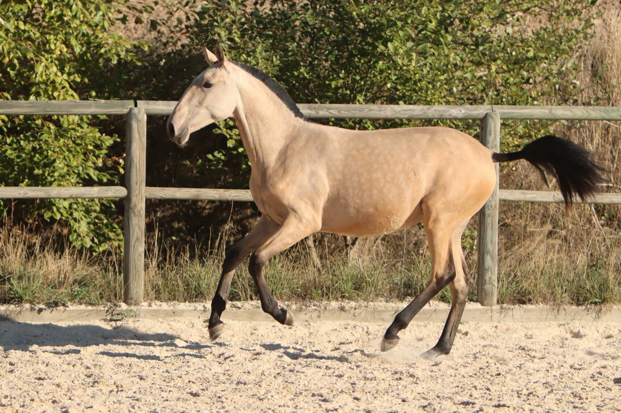Potranca Lusitano En venta 2025 Isabelo por MAGISTRAL DE LA COMBE