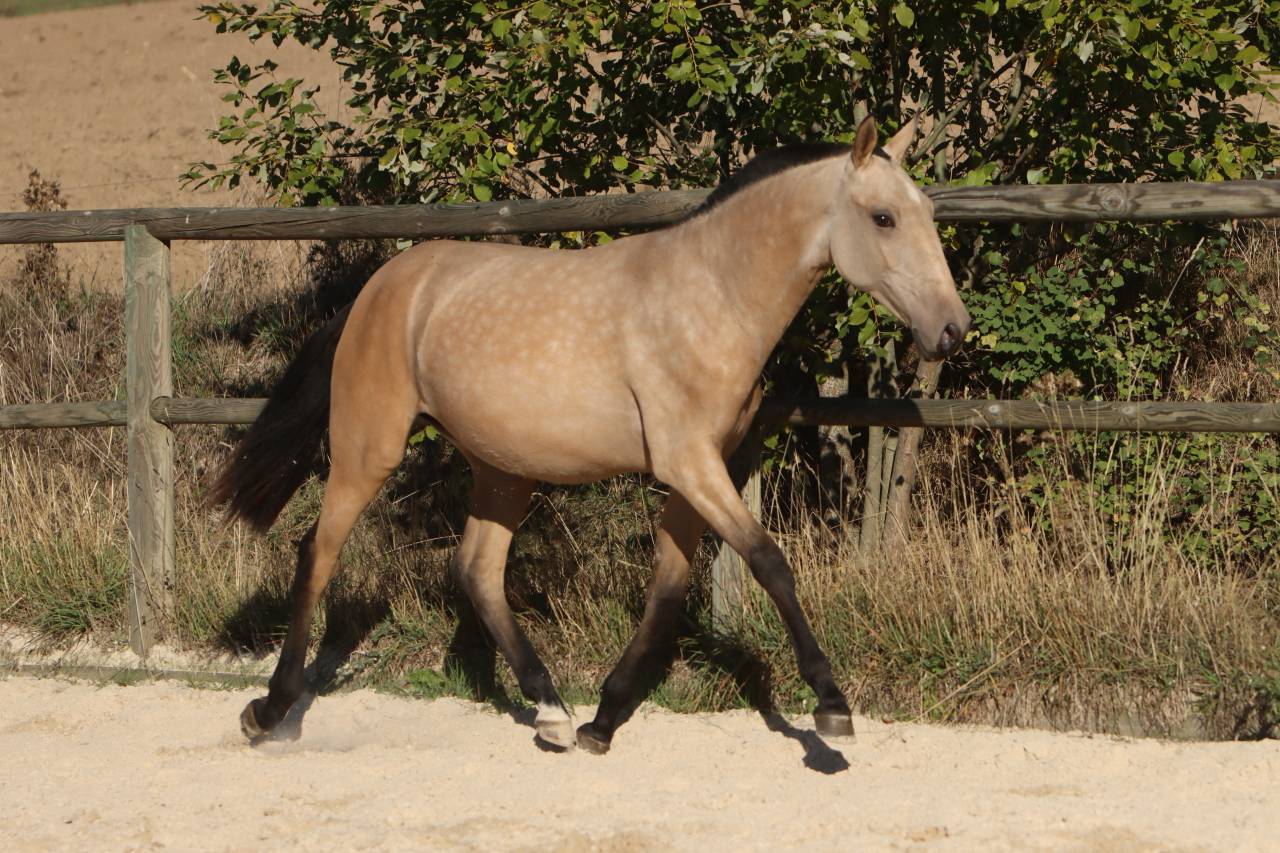Potranca Lusitano En venta 2025 Isabelo por MAGISTRAL DE LA COMBE