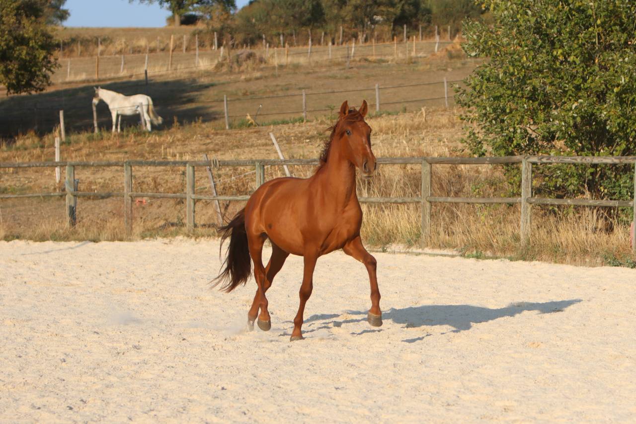 Potro PRE Pura Raza Espa&ntilde;ola En venta 2024 Alaz&aacute;n por GUAPO DE LA COMBE
