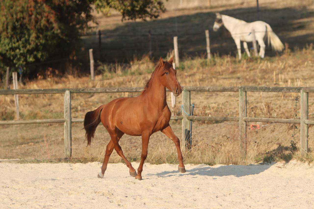 Potro PRE Pura Raza Espa&ntilde;ola En venta 2024 Alaz&aacute;n por GUAPO DE LA COMBE