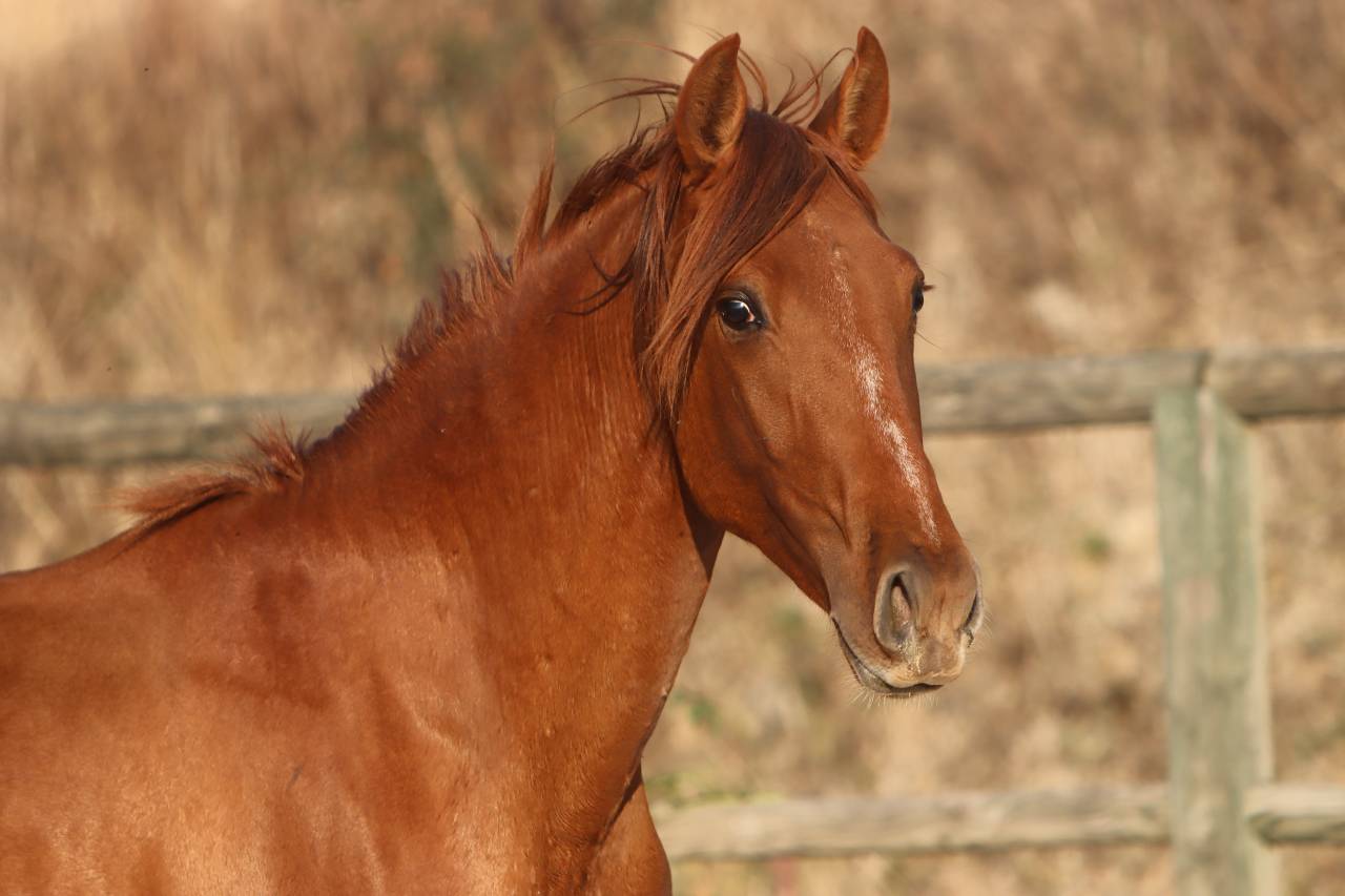 Potro PRE Pura Raza Espa&ntilde;ola En venta 2024 Alaz&aacute;n por GUAPO DE LA COMBE
