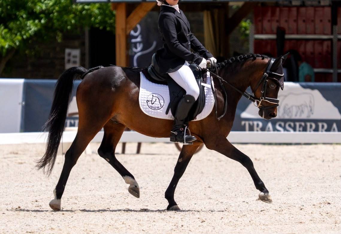 Poni b competici&oacute;n 