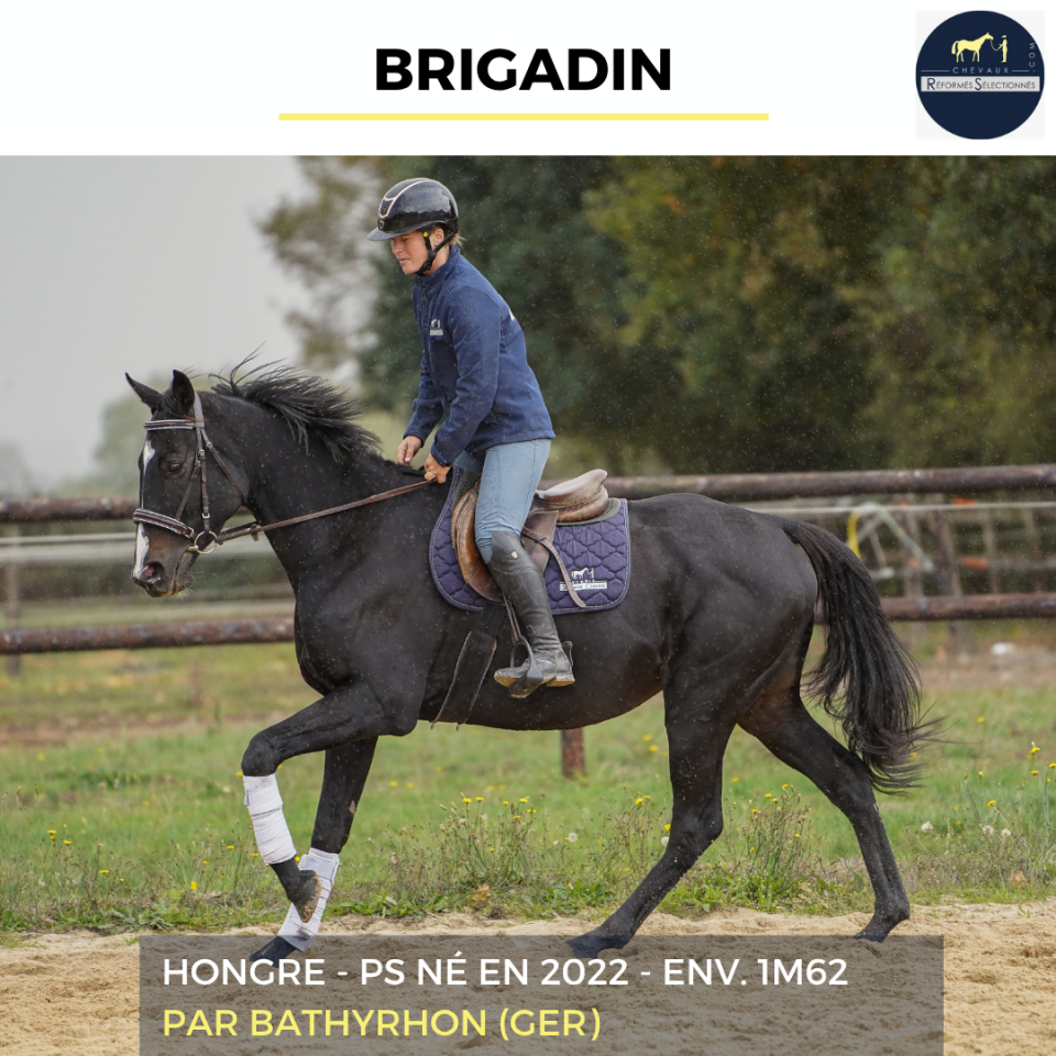 Caballo castrado Pura Sangre En venta 2022 Negro